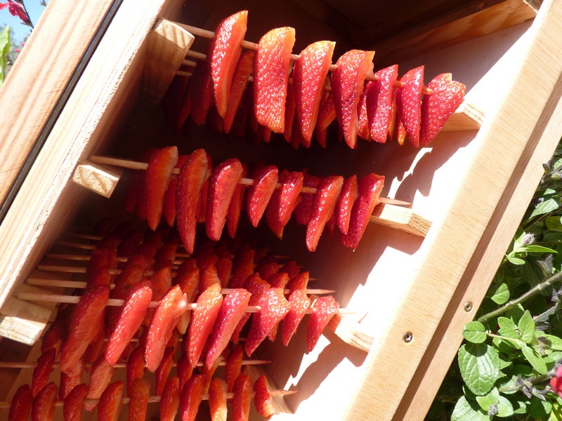 Fraises dans le Séchoir à Fruits Solaire